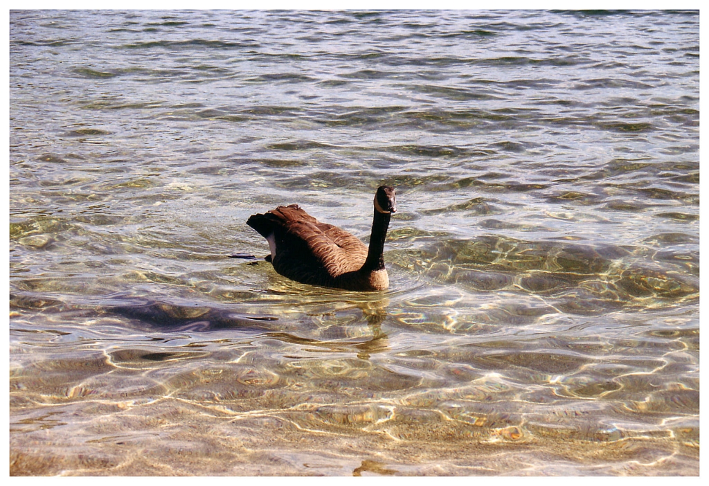 03 - Lake Tahoe (8).jpg